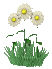 Flower 005