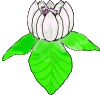 Flower 016