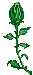 Flower 038